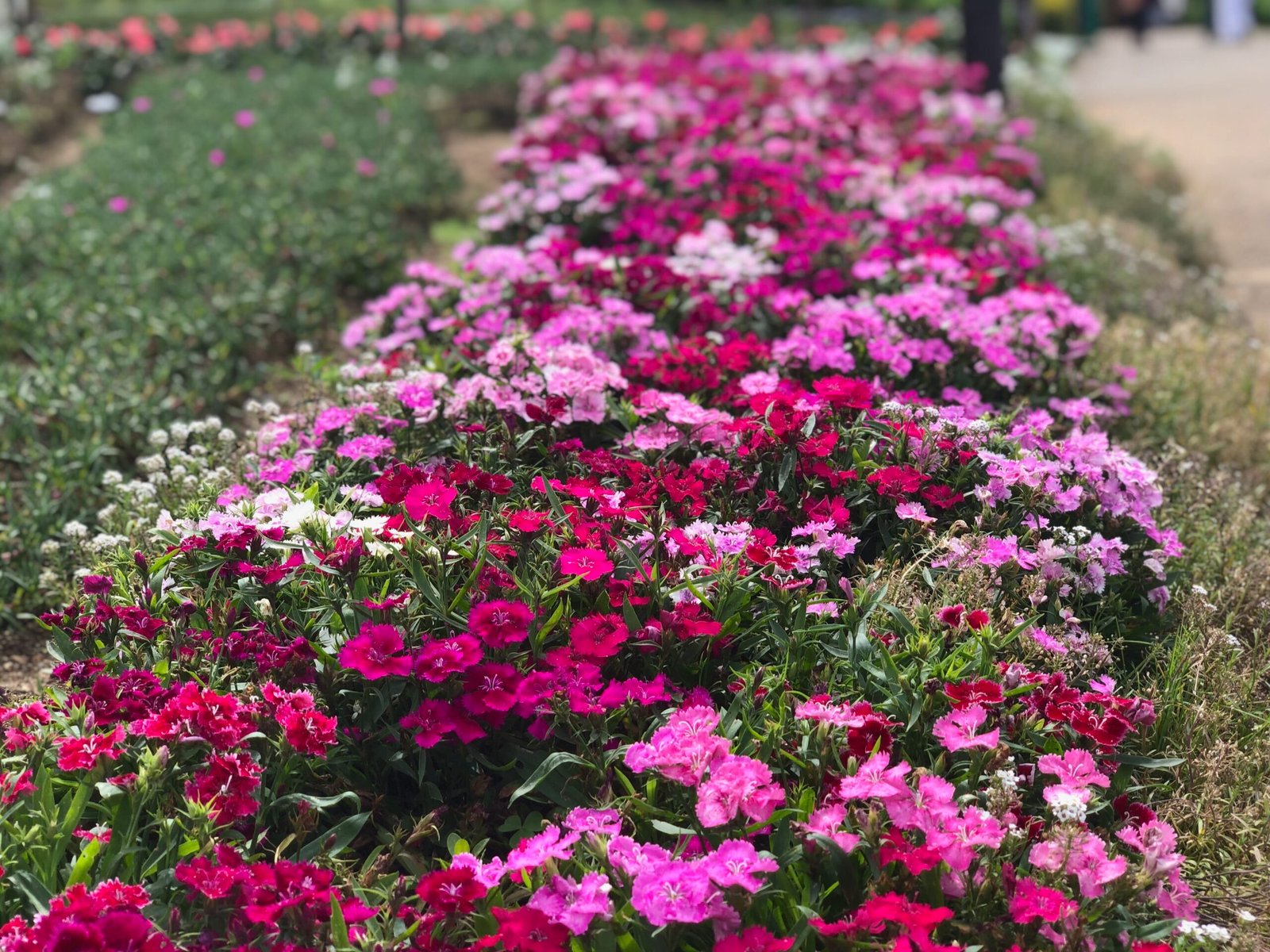 Haputhale Travel Guide 68 A bed of pink and white dianthus in full bloom at Gregory Park.