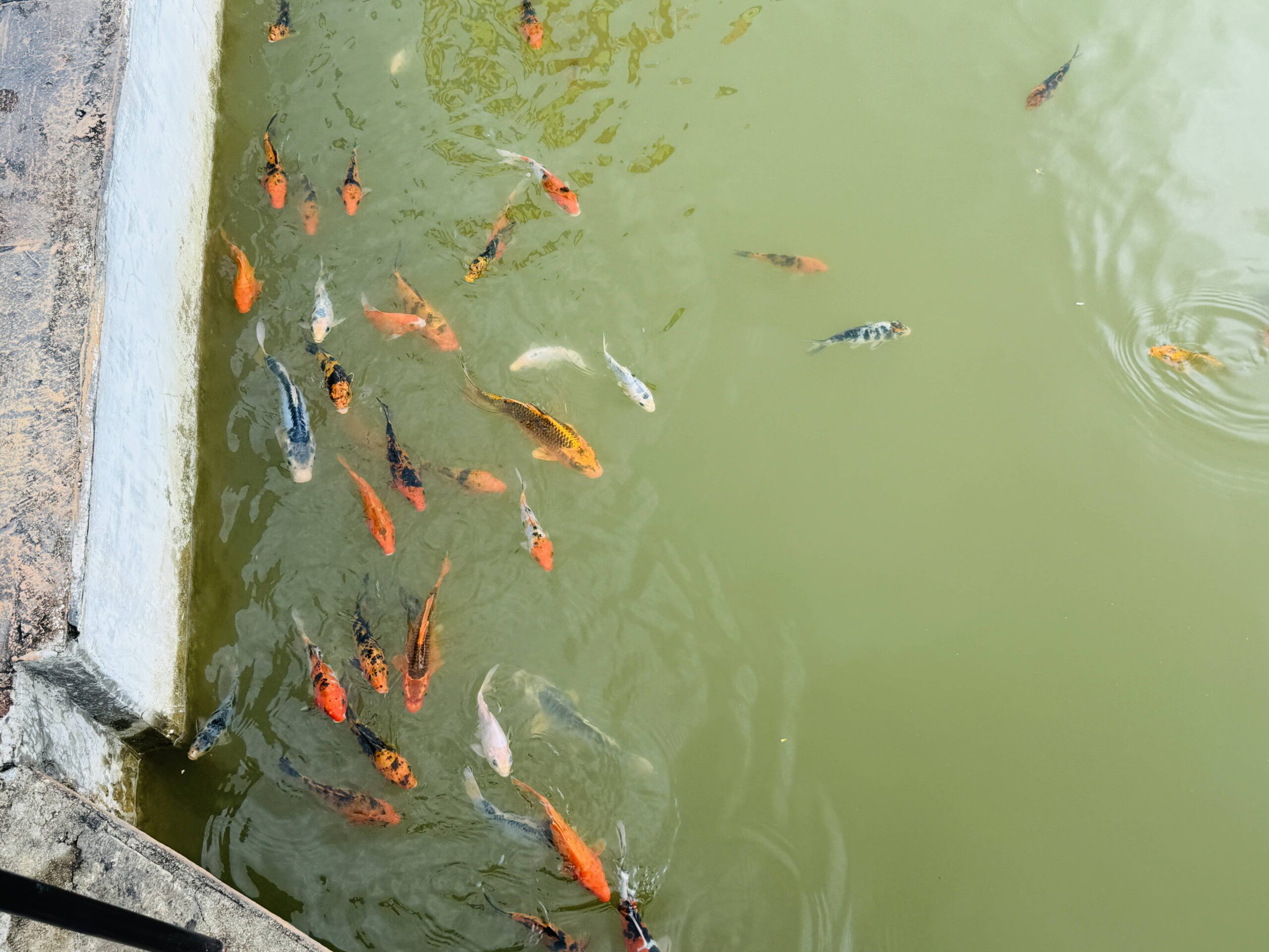 Nelligala International Buddhist Centre, Kandy: A Complete Visitor's Guide 17 Colourful carp in the temple pond