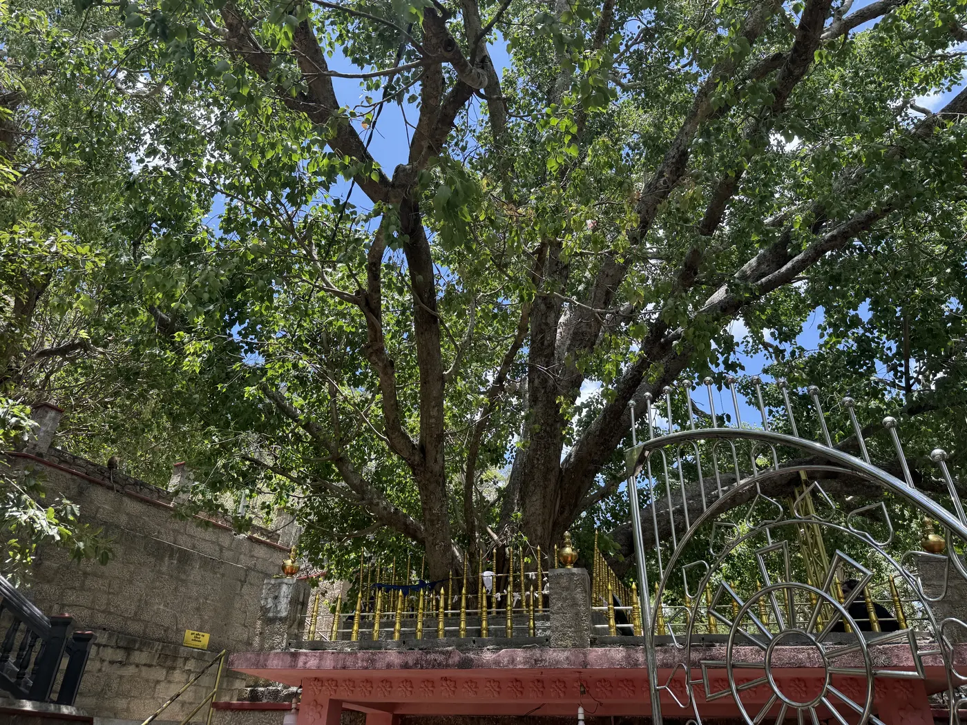 Bodhi tree and Dhamma wheel gate at Sankapala temple.