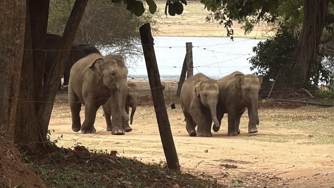Three young elephants running toward feeding area