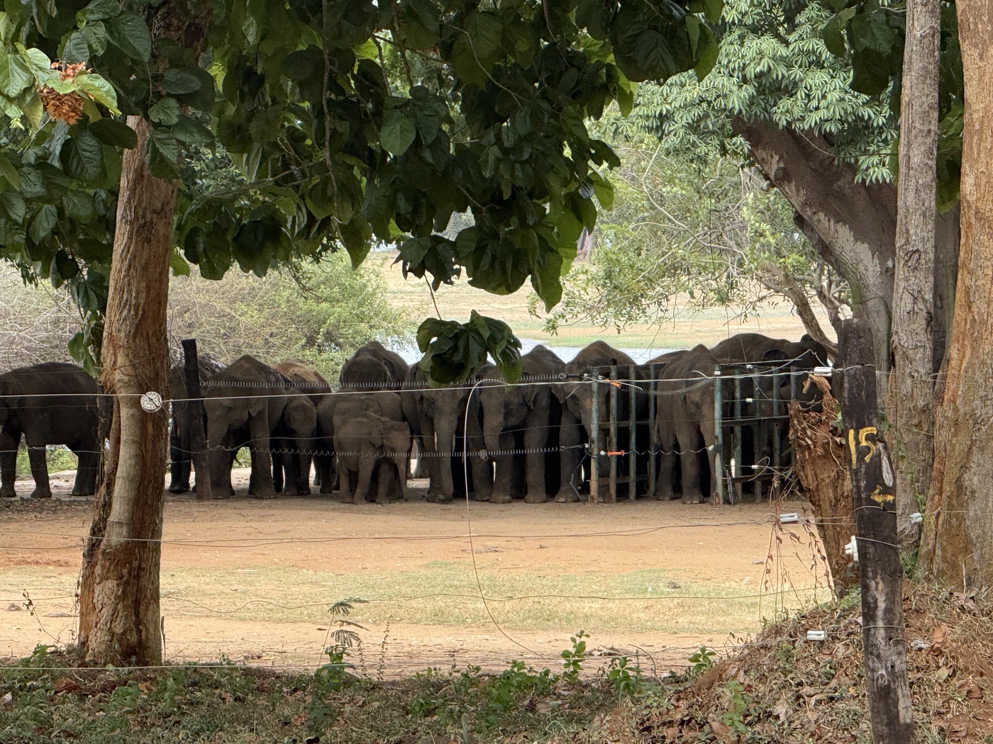 Udawalawe Ath Athuru Sevana (Elephant Transit Home) – Visitor Guide, Feeding Times & Tickets
