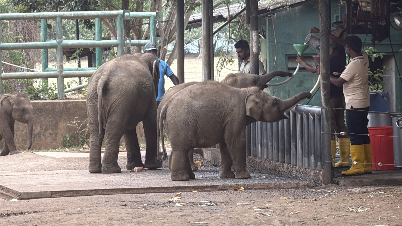 Baby elephant drinking milk from a funnel held by keeper