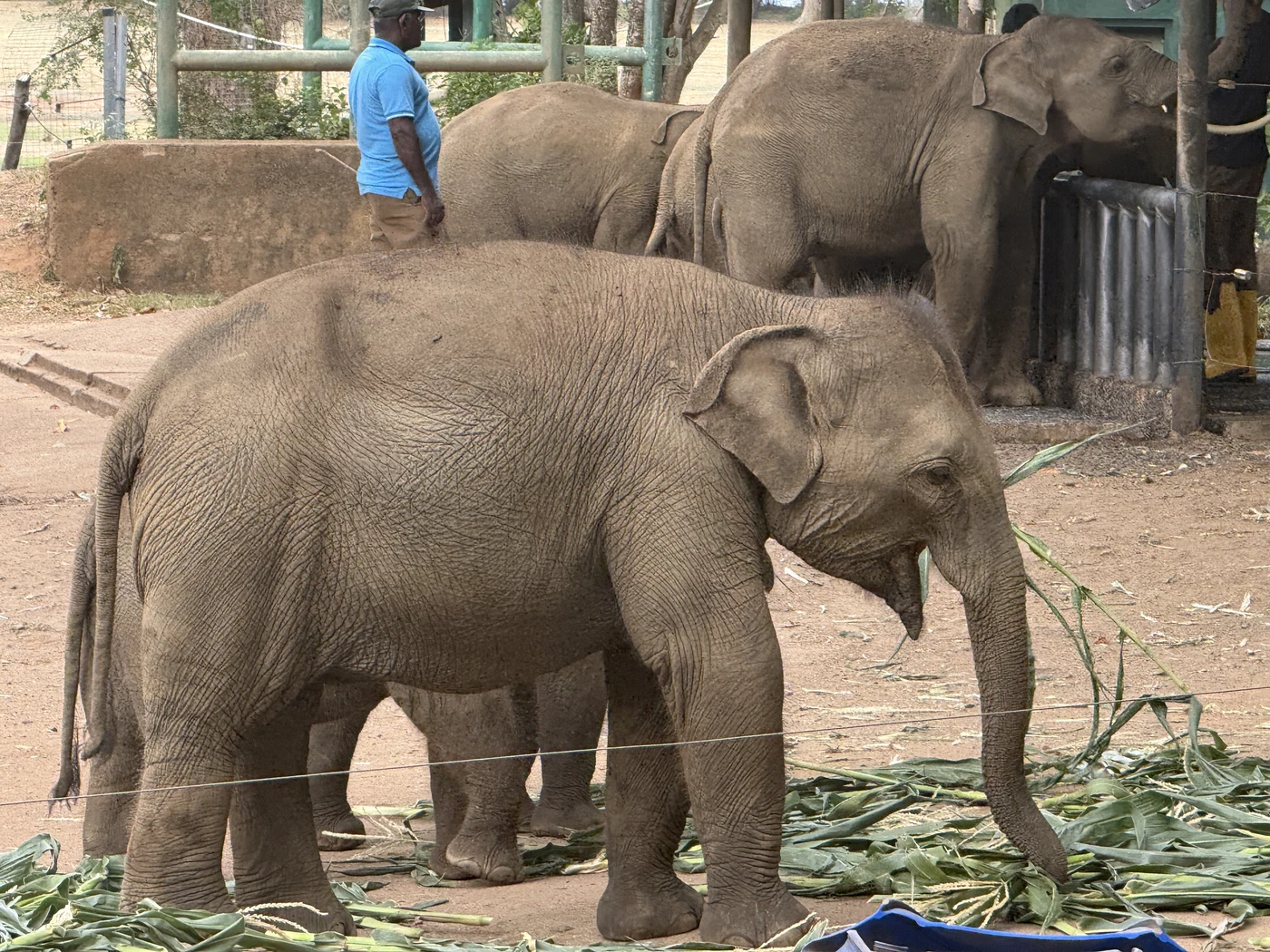 Young elephant eating green leaves on the ground