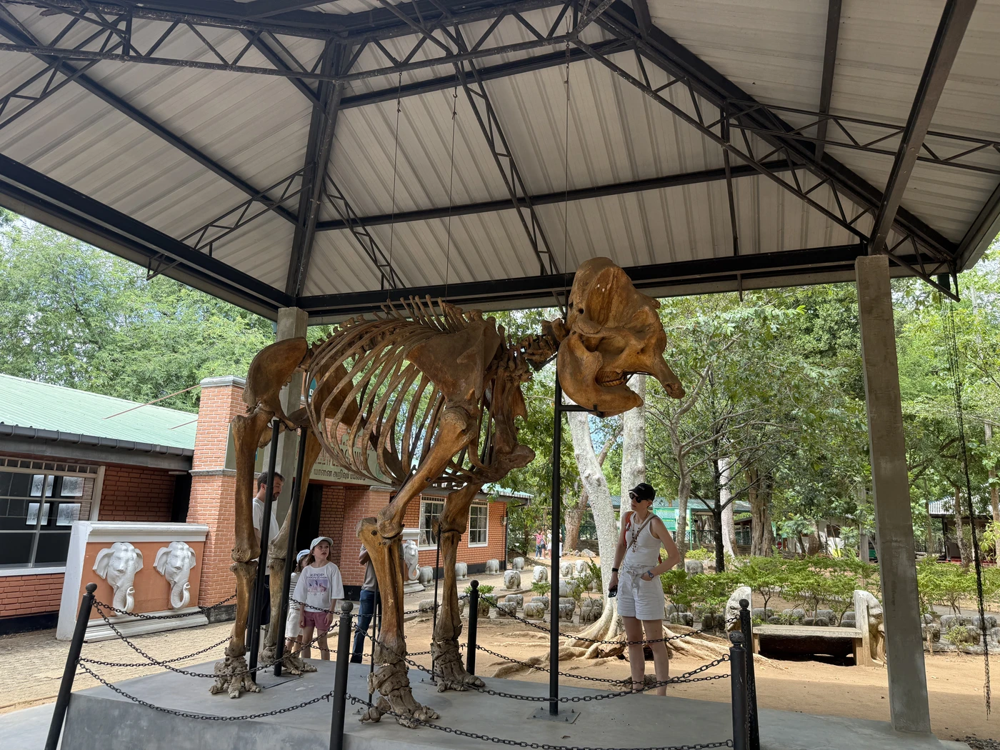 Elephant skeleton displayed under a roof with visitors