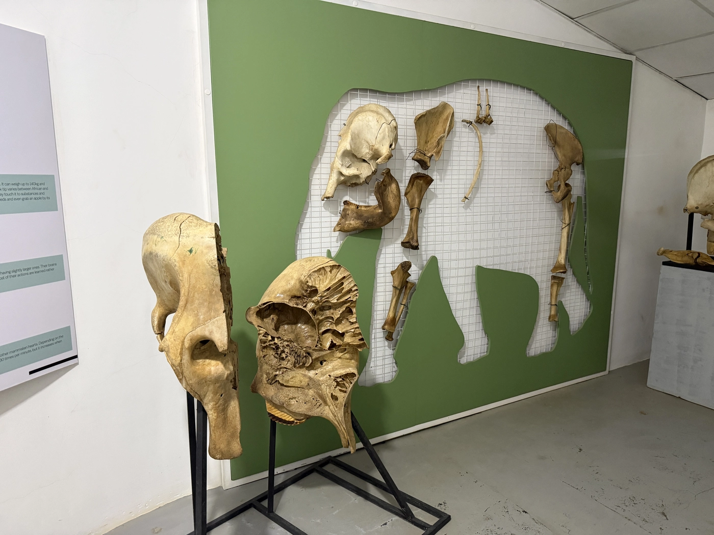 Elephant skulls and bones displayed on a green board