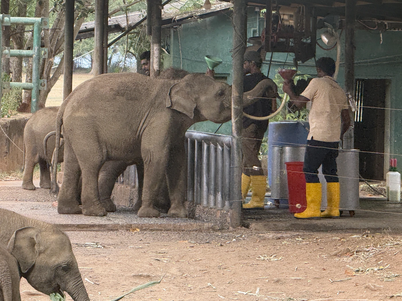 Calves feeding at the milk station with keepers nearby