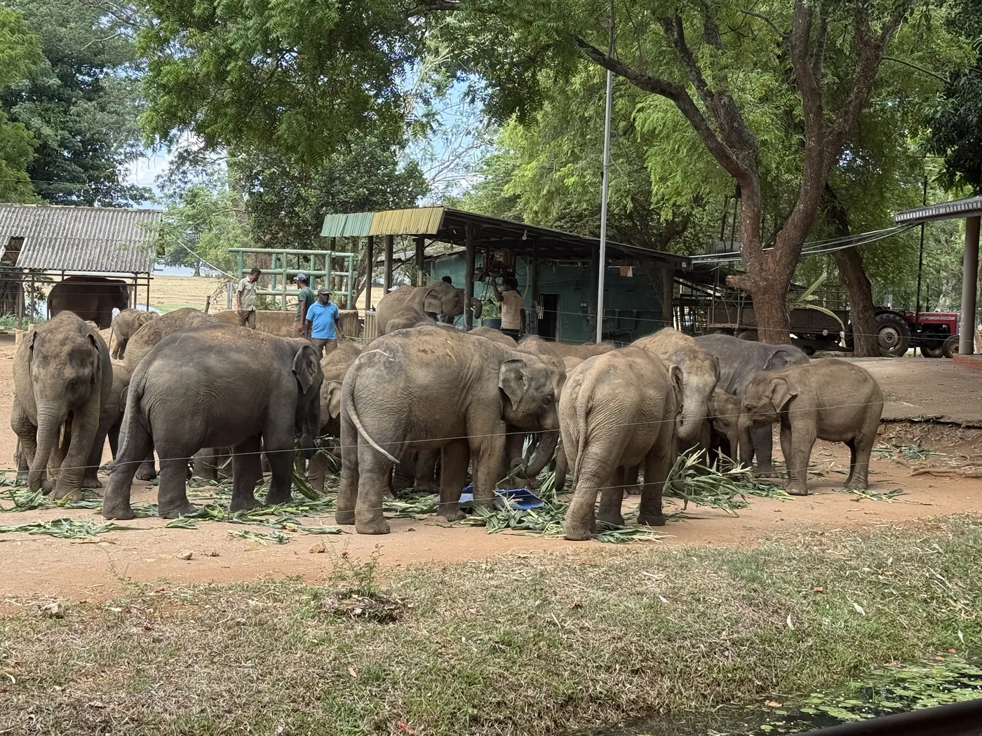Many baby elephants gathered near the feeding shed
