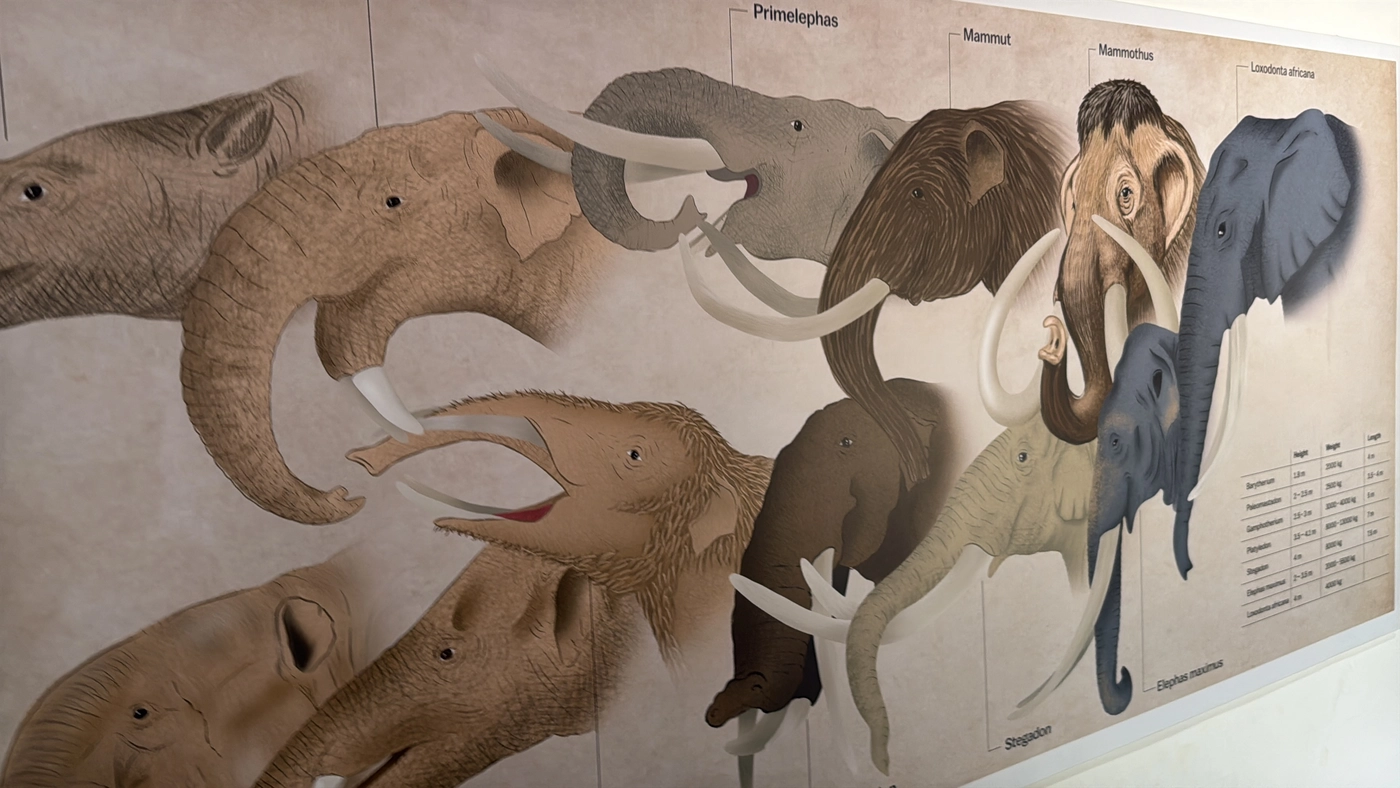 Mural of prehistoric and modern elephant heads