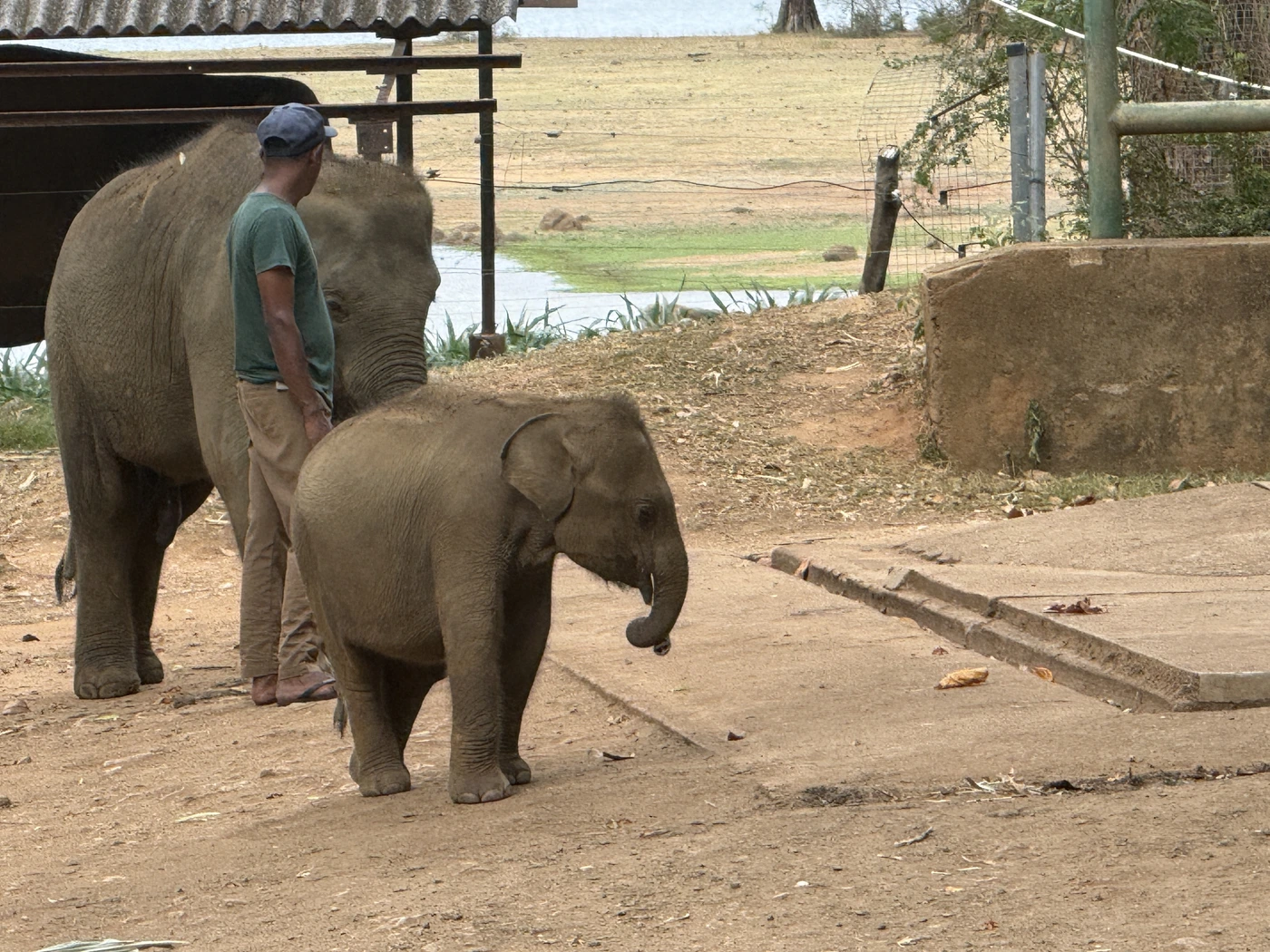 small baby elephant with keeper udawalawe transit home