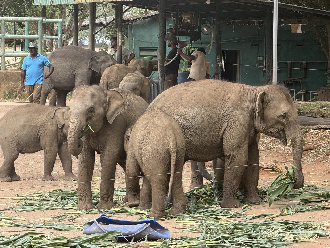 Group of young elephants eating leaves